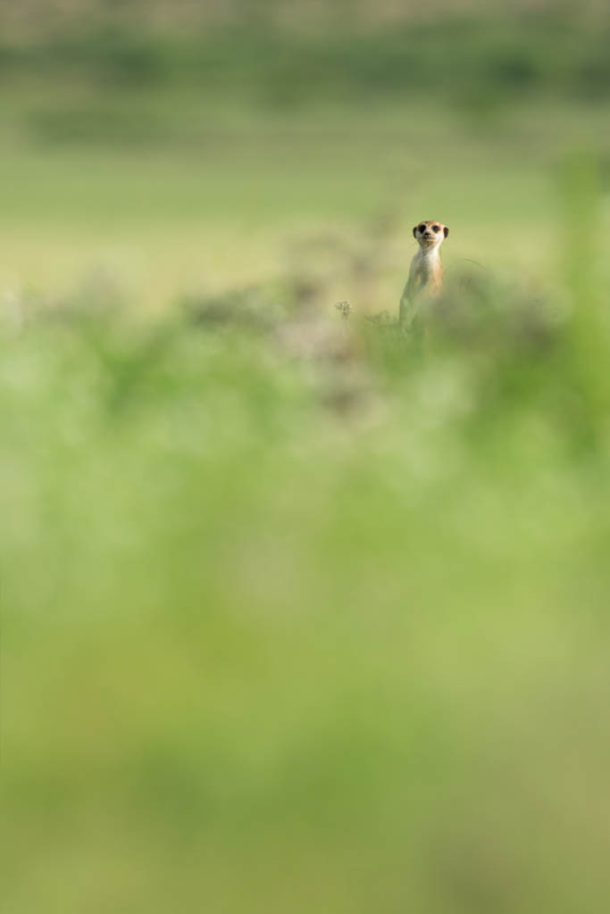 _D087106 2.jpg - Botswana, Mabuasehube Game Reserve .The meerkat's family is well organised to protect all its members . Usually a sentinel scans the surroundings and assesses the dangers . He stands height, so he can have a better look of what happens in the bush . This one was pretty well hidden in the tall grass on a small hill , he did a great job monitoring all the family while all the members were playing or looking for food . Digital Adjustments : contrast , white balance . 